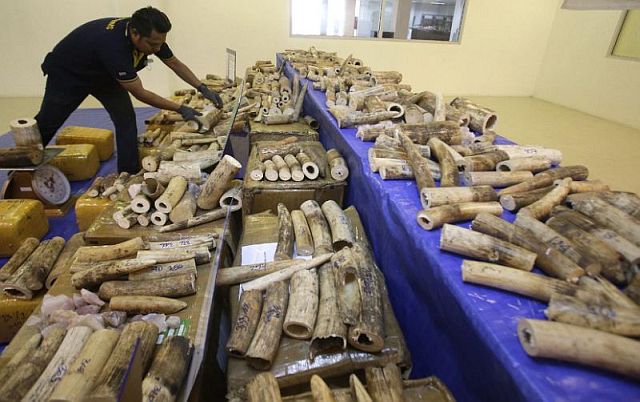 Thai customs officials display seized ivory during a press conference at Customs Suvarnabhumi airport in Bangkok, Thailand, Tuesday. /AP