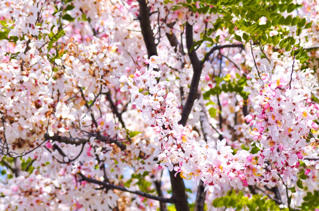 Montebello Cherry Blossoms