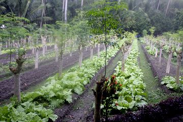 Local farmers keep  their  produce fresh at  the 6,000-square-meter demo farm of the St. Peter Academy of Alegria Foundation Incorporated (SPAAFI).