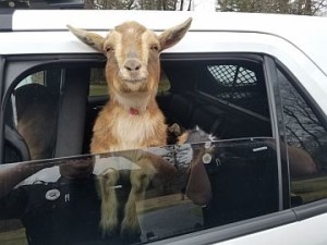 Sgt. Daniel Fitzpatrick of the Belfast Police Department in Belfast, Maine drives around with two lost goats in his police car on Sunday. /AP