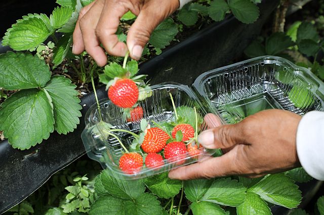 The strawberries that made Sergio’s Farm a viral sensation in social media.