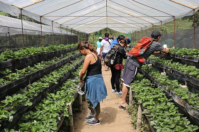 Visitors are admitted to the farm at P50 per person, and they also sell their produce at affordable prices.