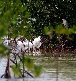 Olango Island is a bird sanctuary and has a huge expanse of mangrove forest. Aside from these attractions, Olango has clear seawater frequented by guests who go swimming and island hopping. 