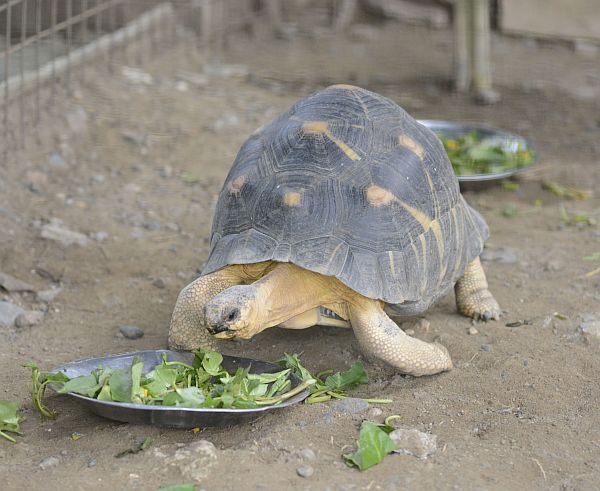 A caged tortoise feeds on a plate of vegetables.