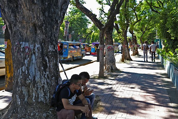 The trunk of the trees lining the sidewalk of Osmeña Blvd., in front of Camp Sergio Osmeña Sr. in Cebu City, were painted white and then numbered, giving rise to questions on whether these trees will be removed to accommodate the city’s Bus Rapid Transit (BRT) system.   CDN PHOTO/JUNJIE MENDOZA