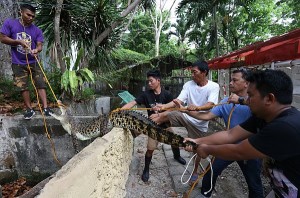 CLEARING CEBU CITY ZOO/MAY 5, 2017: Cebu City ZOO and Municipality of Amlan Negros Orriental personnel and DENR7 representative start to remove the crocodiles in the Zoo that will be brougth to Dreamland Nature and Adventure Park in the  Municipality of Amlan.(CDN PHOTO/JUNJIE MENDOZA)