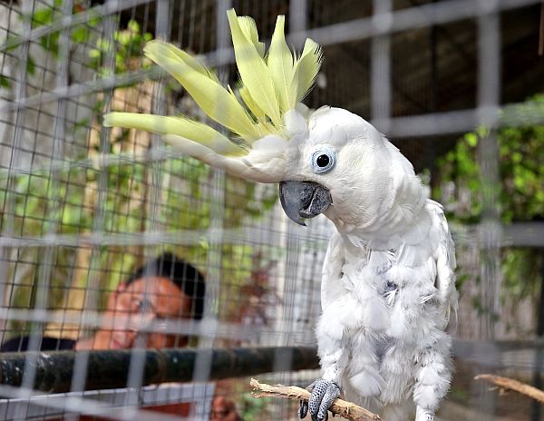 Animals at the Cebu City Zoo, including this sulphur-crested cockatoo, have been transferred to Amlan’s Dreamland Nature and Adventure Park. CDN PHOTO/JUNJIE MENDOZA