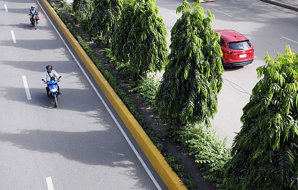 The Cebu City government plans to relocate hundreds of full grown trees as the city’s roads will be widened to prepare for the Bus Rapid Transit (BRT) system. Among the trees to be earthballed would be the Indian trees located on the center island of Osmeña Blvd. CDN PHOTO/TONEE DESPOJO