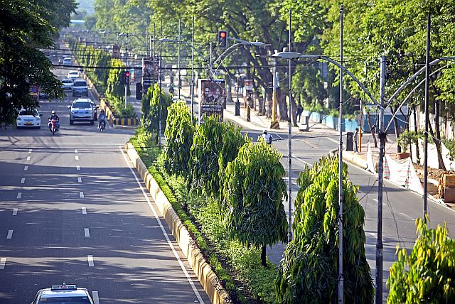 As Cebu City prepares for the Bus Rapid Transit (BRT) system, Indian trees such as these found on the center island of Osmeña Boulevard will likely be removed to give way for a road widening project later this year. CDN FILE PHOTO