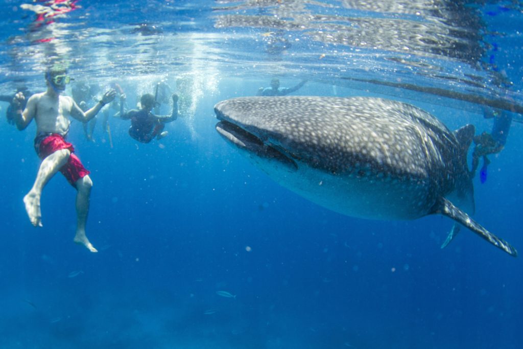Whale shark watching in the town of Oslob in south Cebu, has been drawing hordes of international tourists who want to have a closer glimpse of the gentle giants of the sea. |CDN file photo