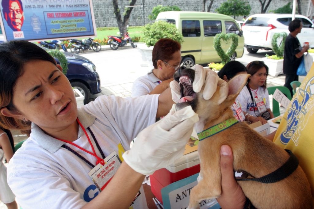 Dog rabies cases in Cebu City 'alarming'; City Vet calls out irresponsible pet owners
