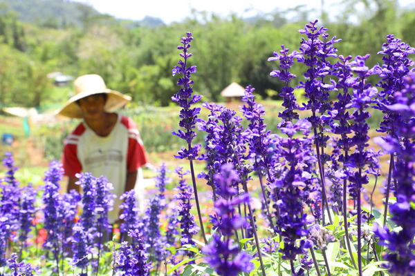 DALAGUETE FLOWER FARM/MARCH 27,2018: The Dalaguete Flower farm in brgy Mantalongon one of its tourism distinations. Mantalongon is considered as vegetable basket and summer capital of Cebu province. (CDN PHOTO/TONEE DESPOJO)