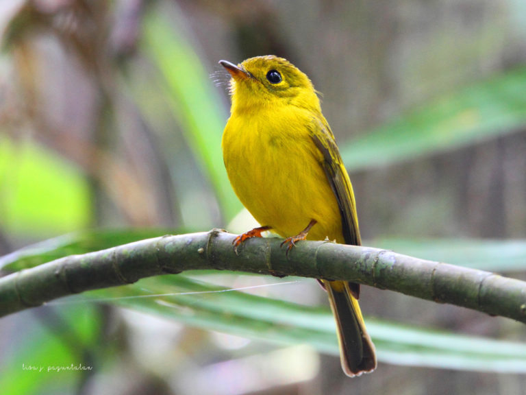 A call to conserve Visayan birds | Cebu Daily News