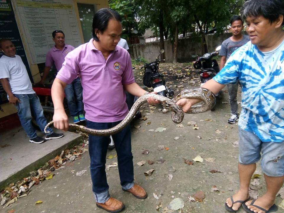 Danao CDRRMO rescues 8-foot python | Cebu Daily News