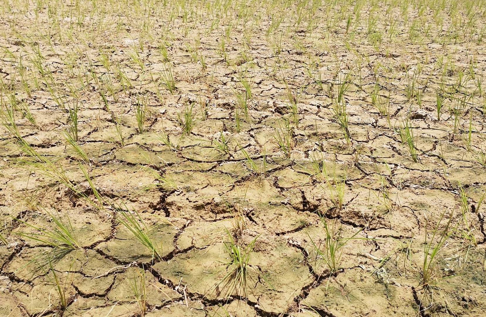 Cebu City Agriculture allots 10M to prepare farmlands for El Niño ...