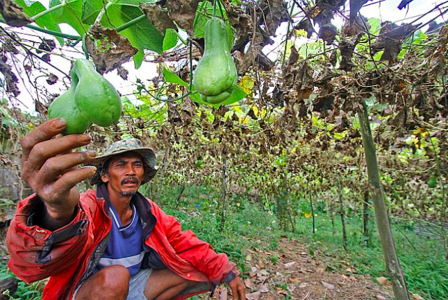 Dionisio Seguerra, a farmer in the mountains of Mantalongon, Dalaguete shows to Cebu Daily News his vegetables which shrunk at the onset of last year’s El Niño phenomenon (2016 photo). The prolonged dry spell led the Cebu Provincial Capitol to declare a province-wide state of calamity as the intense heat dried up water sources and caused a decline in farm products. Deaths caused by heatstroke were also reported along with conflicts over access to water and stolen livestock. (CDN PHOTO/TONEE DESPOJO)