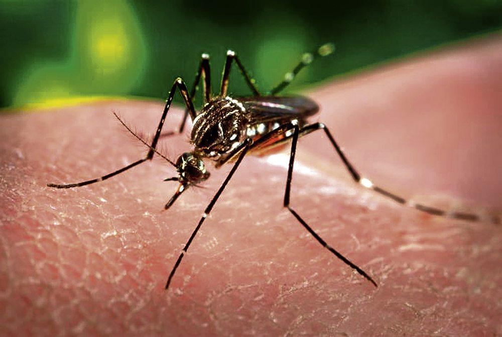 Dengue fever is a mosquito-borne disease found in tropical regions | CDN File Photo