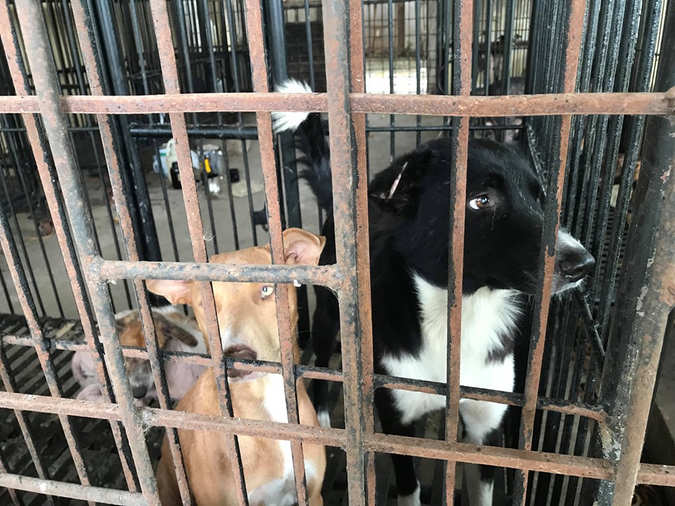 27 'death row' dogs in Toledo City, Cebu | Cebu Daily News