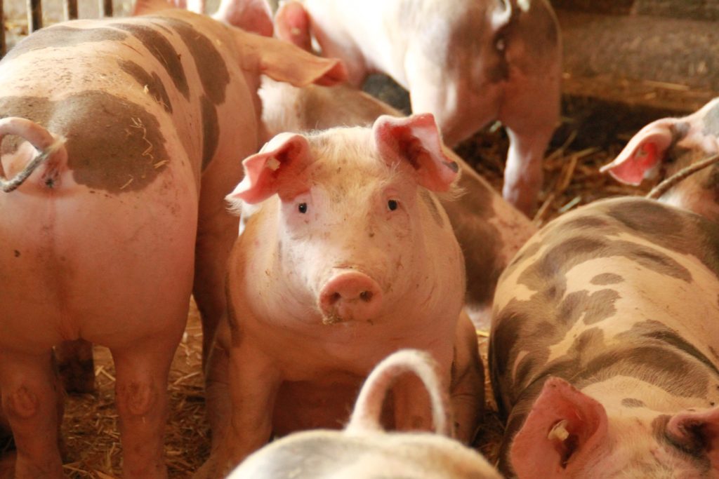 Lapu-Lapu mayor mulls excluding Negros Occ. in ban of live hogs, pork products.
