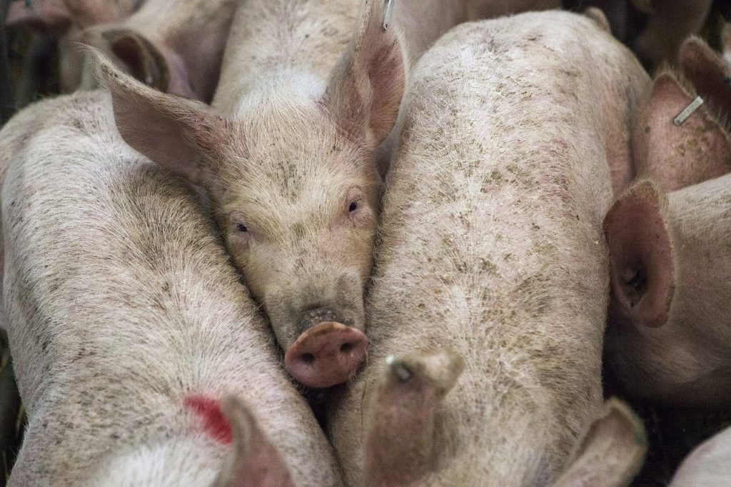 ASF detected in 5 more areas in Cebu. Photo is a stock photo of pigs.