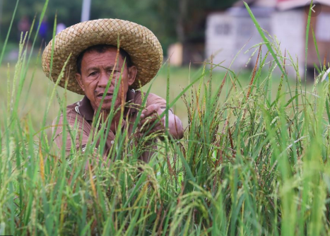 Farmers get stimulus package from Cebu City government. A farmer checks on his rice plants in his farm in Cebu in this 2018 photo. | CDN file photo