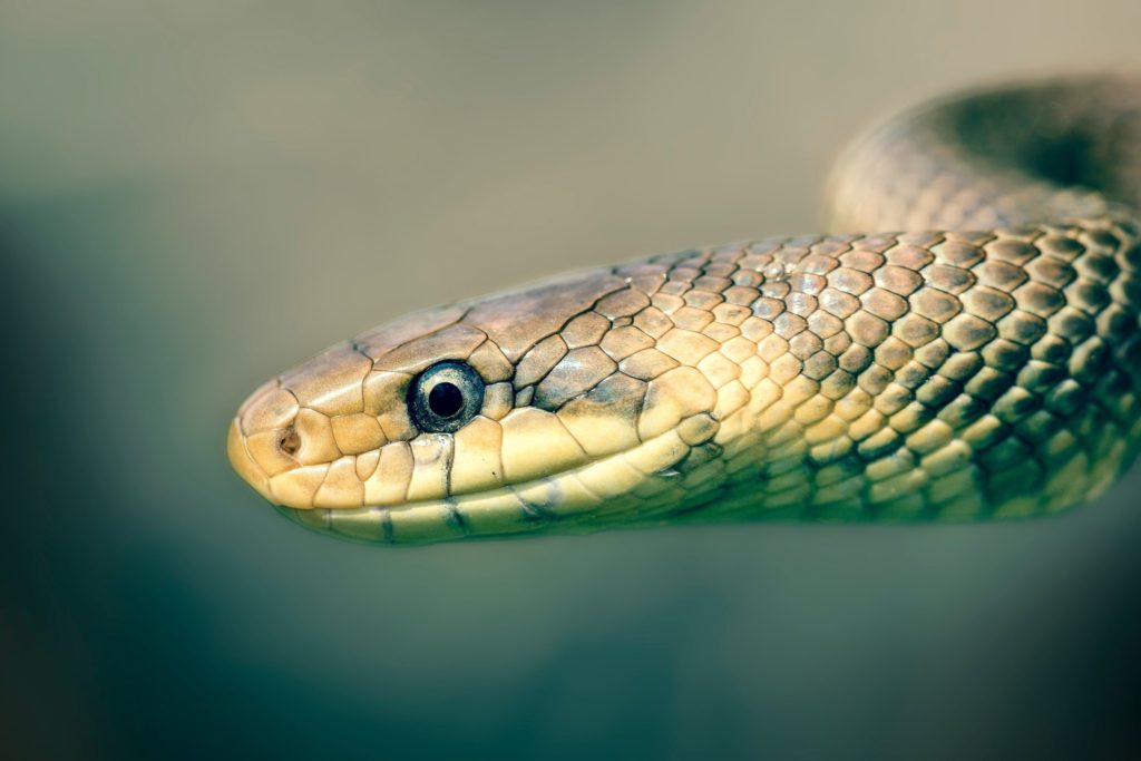 venomous snake Cebu