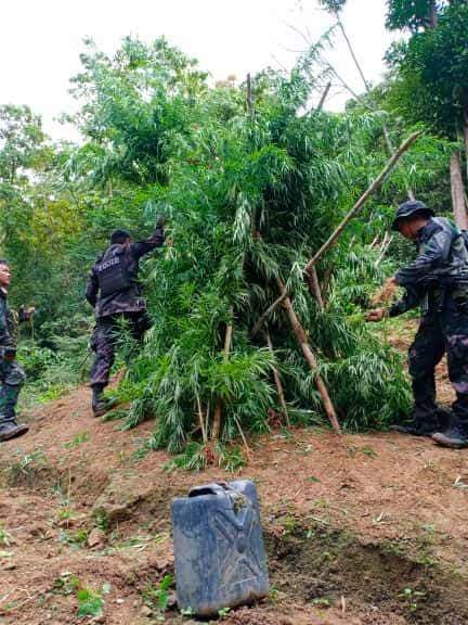 Policemen of the Regional Mobile Force Battalion prepare to burn some of the marijuana plants that they found in Asturias on March 7, 2020. | Photo courtesy of RMFB