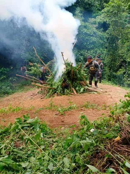 RMFB policemen say that they destroyed 22,000 stalks of fully grown marijuana plants in the March 7, 2020 operation in Asturias town. | Photo courtesy of RMFB
