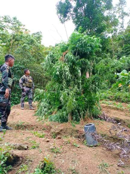 Police prepare to burn the fully grown marijuana plants in Asturias town on March 7, 2020. | Photo courtesy of RMFB