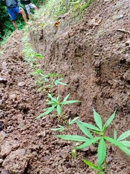 A line of marijuana seedlings are planted at a side of a hill in Barangay Kaluangan, Asturias town. Regional policemen uprooted and destroyed 5,000 seedlings in this March 7, 2020 operation. | Photo courtesy of RMFB
