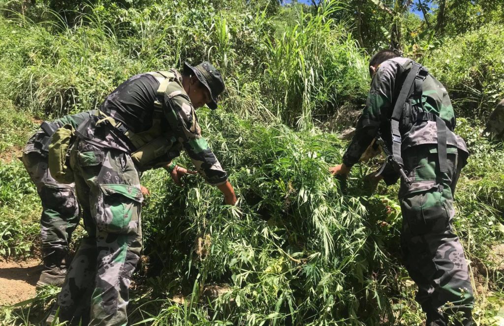 At least 7,000 stalks of fully grown marijuana plants worth at least P2.8 million have been destroyed in an operation this morning (March 30, 2020) at the mountain barangay of General Climaco, Toledo City. The operation was conducted by policemen of the Regional Mobile Force Battalion in Central Visayas (RFMB-7). | Contributed photo