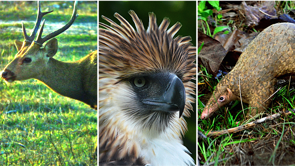 Help save the Philippines' endangered animals before they go extinct | Cebu  Daily News