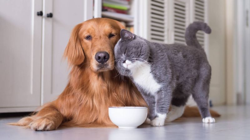 Cat vs. Dog Which Is the Best Pet for Me? Cebu Daily News