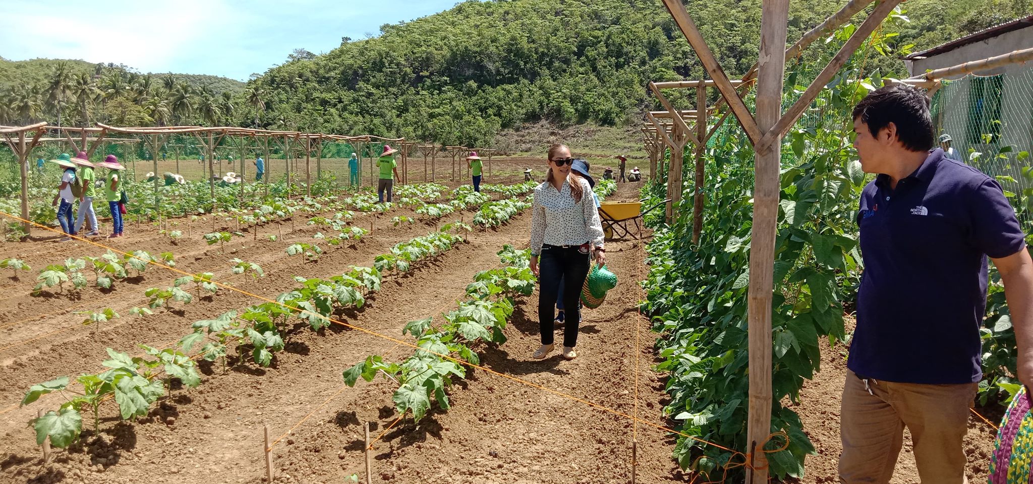 With the enhanced community quarantine in effect in the island of Cebu, the National Nutrition Council in Central Visayas is worried that the Cebuanos will not have access to nutritious food such as vegetables and fruits which are also grown in Cebu’s farms. | CDN Digital file photo