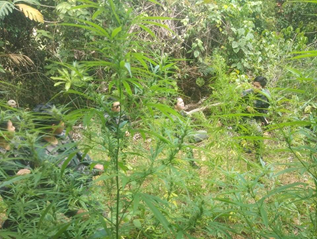 The Cebu City Mobile Force Company (CMFC) uproot and burn down around 3,000 stalks of fully grown marijuana plants worth P1.2 million in Barangay Adlaon, Cebu City on Thursday afternoon, April 16, 2020. | Photos courtesy of CMFC