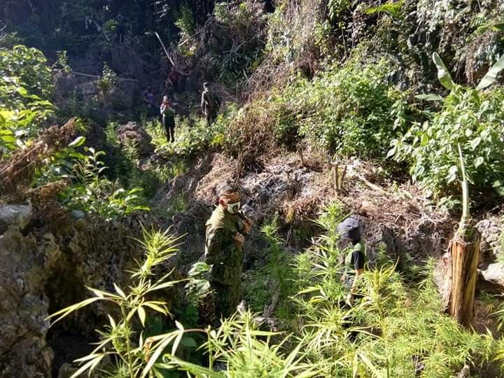 The Balamban Police and First Provincial Mobile Force Company of Cebu Police Provincial Office (CPPO) uproot and burn marijuana plants and arrested two vegetable farmers during an operation in Sitio Lacdon, Barangay Cabasiangan, Balamban, Cebu, at 10:30 a.m., on Friday, April 17, 2020.| Photo courtesy of Balamban Police Station