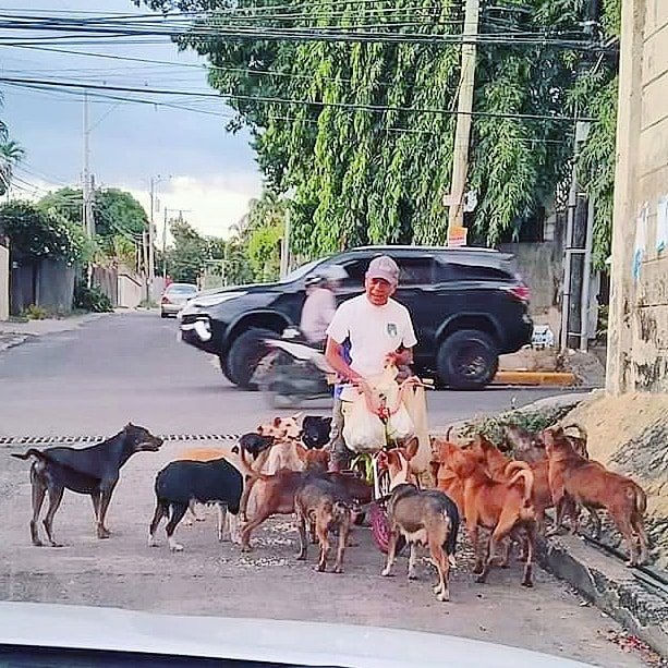 This is Tatay Fidel, a security guard who spares P100 every day to feed the stray dogs near his home in Banawa, Barangay Guadalue, Cebu City.| Photo from: Saving Strays Cebu Facebook account.