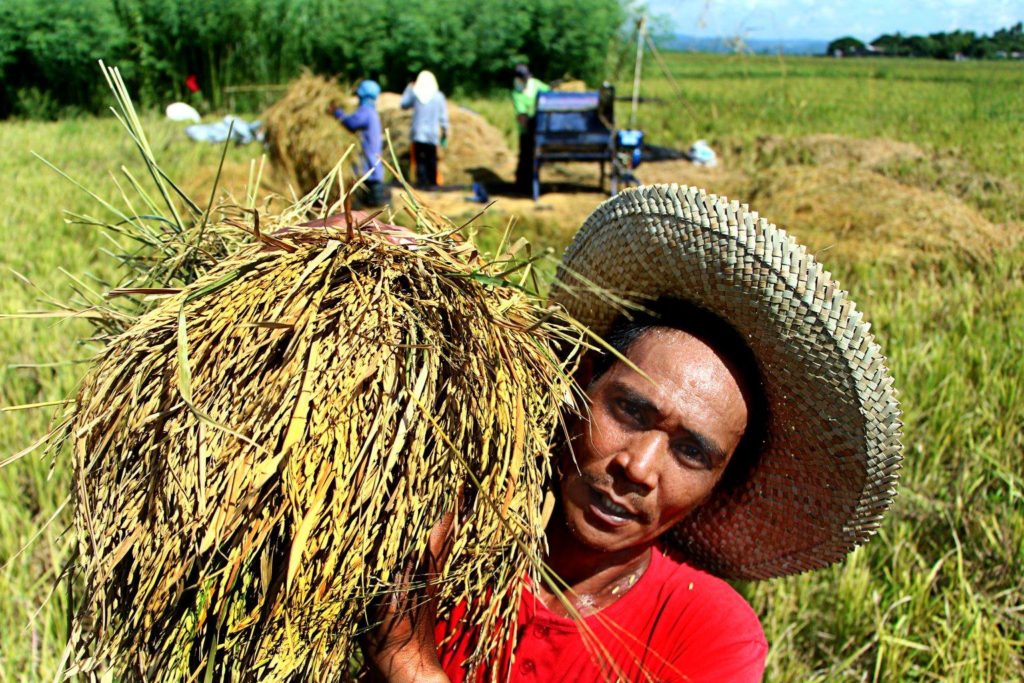 Cebu agriculture
