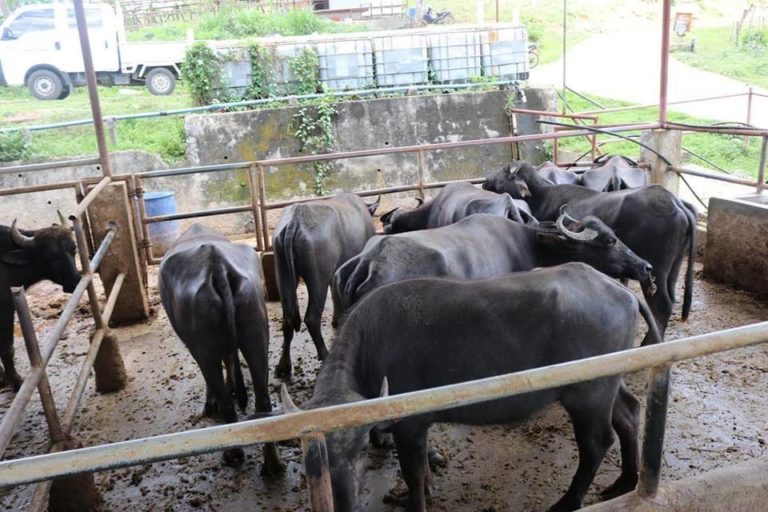 DA turns over dairy buffaloes to farmerbeneficiaries in Pinamungahan