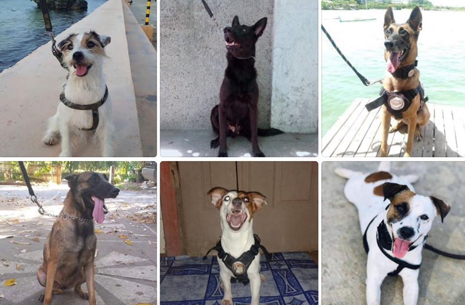 These are some of the Narcotic Detection Dogs (NDDs) of the K9 Unit of the Philippine Drug Enforcement Agency in Central Visayas (PDEA-7). | Photos from PDEA-7