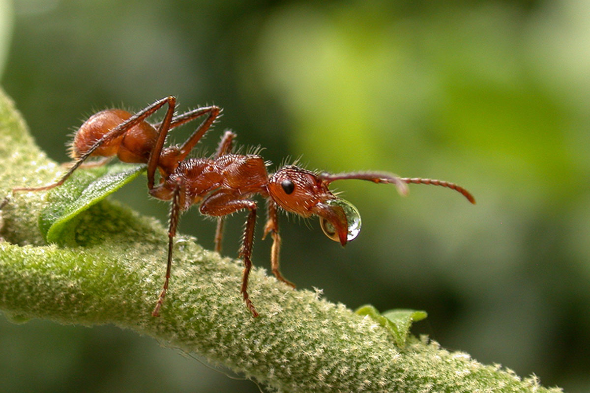 How Some Animals Play Key Roles In Helping The Ecosystem Cebu Daily News   Ants 