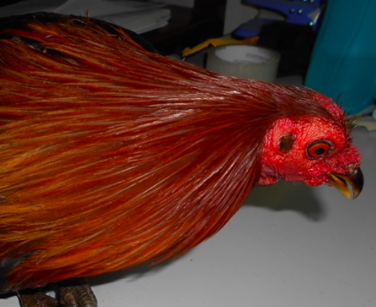 Talisay policemen nab 10 men for illegal cockfighting. In photo is a fighting cock.