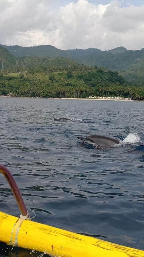 IN PHOTOS: Dolphins in Tañon Strait