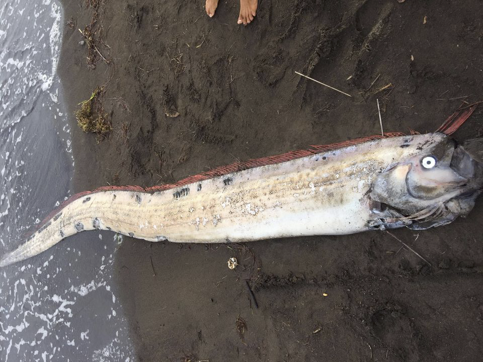 IN PHOTOS: Oarfish washed ashore in Gingoog