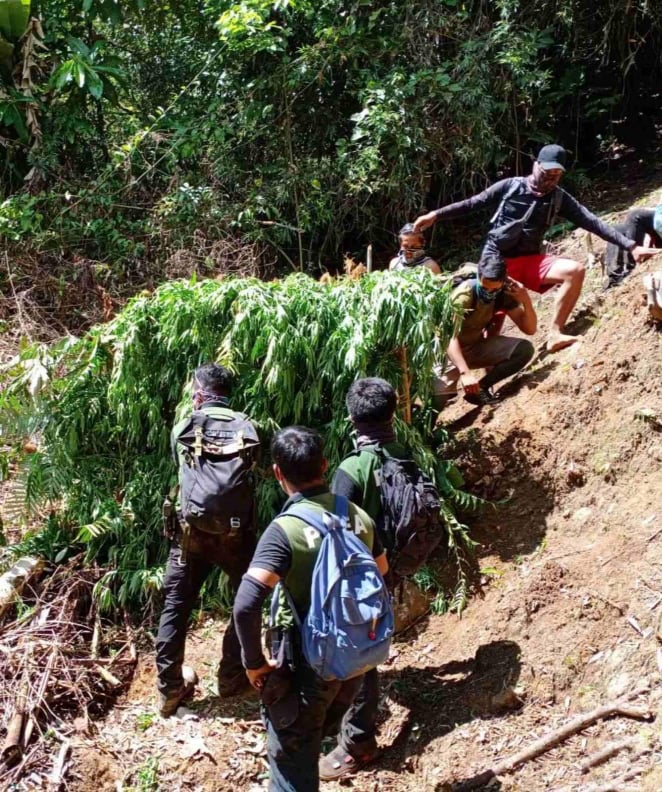 Policemen and PDEA-7 agents destroy 21,000 stalks of fully grown marijuana in Balamban Town on Thursday, October 1, 2020. The authorities are pursuing the high value target or HVT who was identified as the cultivator of the plantation. | Photo Courtesy of PDEA-7