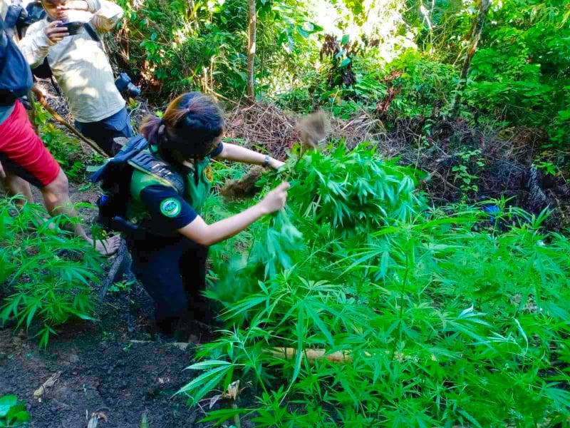 A high-value target or HVT is identified as the cultivator of the P8.4 million marijuana plantation in Balamban town in western Cebu, which police and PDEA-7 agents raided on Thursday, October 1, 2020. | Photo courtesy of PDEA-7