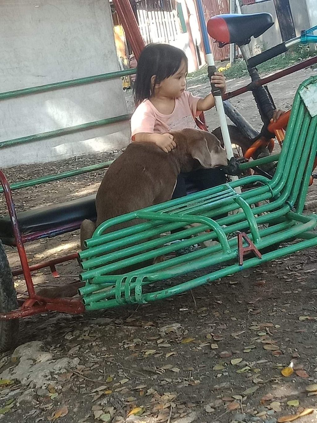 Aspin Milo, a dog abandoned by its owner in the streets, finds comfort in a little girl's lap as he waits to be treated from a bone stuck to his throat. | Contributed photo