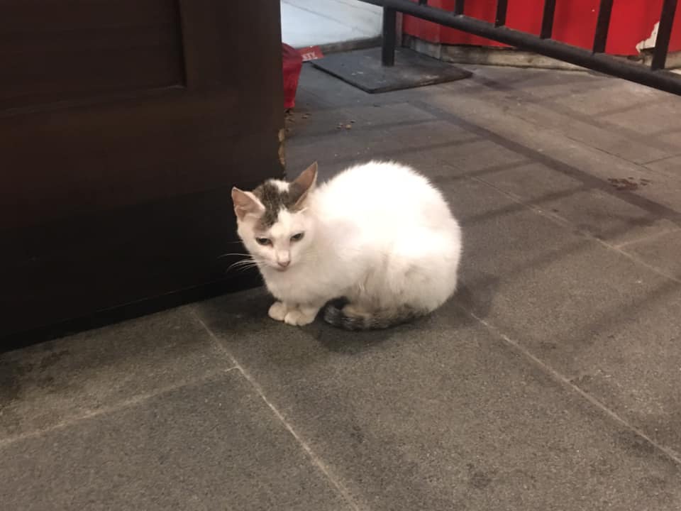 A stray cat comfortably stay near the security guard's table while the security guard of a mall does his guard duties. | contributed photos