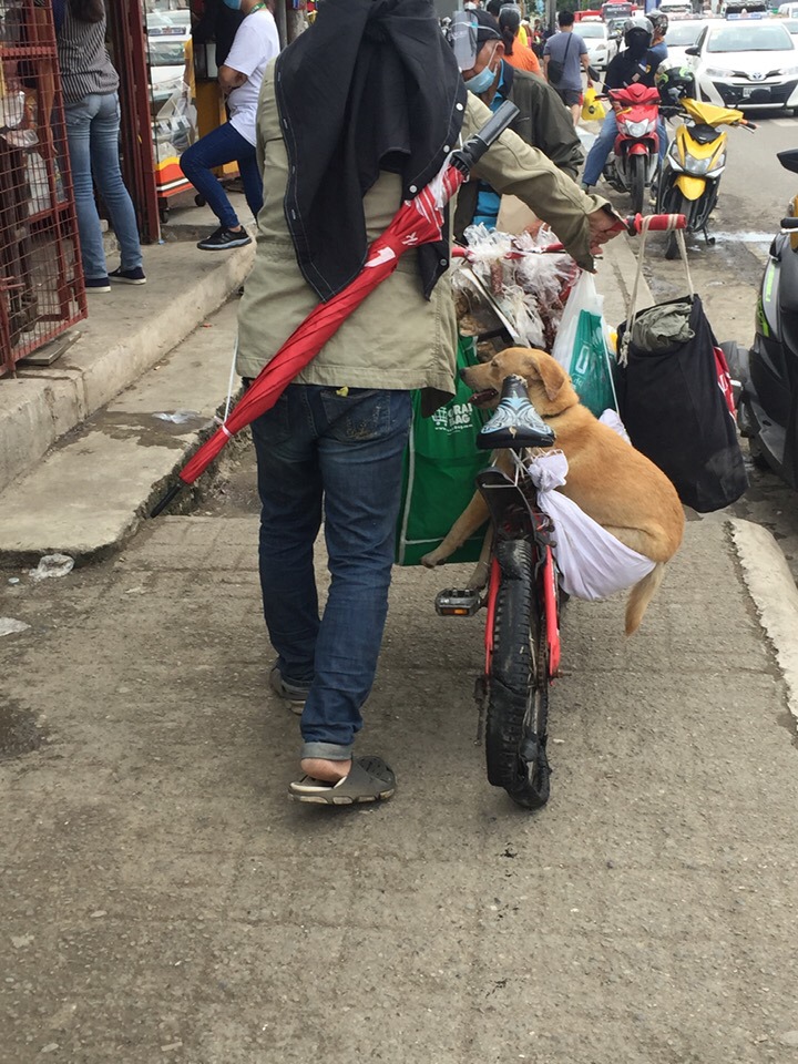 A peanut vendor, who pushes his old bicycle with a dog as a passenger in the streets of Cebu City, says he needs to earn more to have the flat tires of his bicycle fixed. | Contributed photo