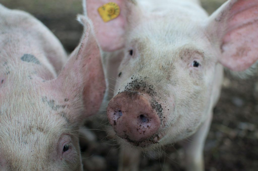 Pork producer group expresses concern over Cebu's hog export moratorium